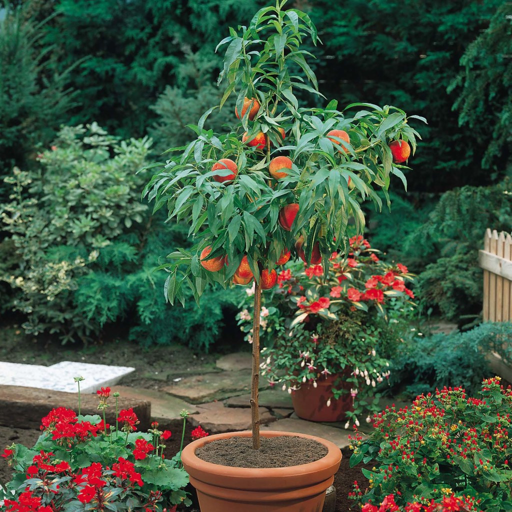 Best ideas about Patio Peach Tree
. Save or Pin 12 fast growing ve ables and fruit trees for your home Now.