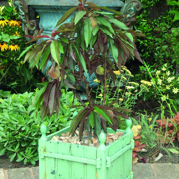 Best ideas about Patio Peach Tree
. Save or Pin Peach Crimson Bonfire Patio Fruit Tree from DT Brown Seeds Now.
