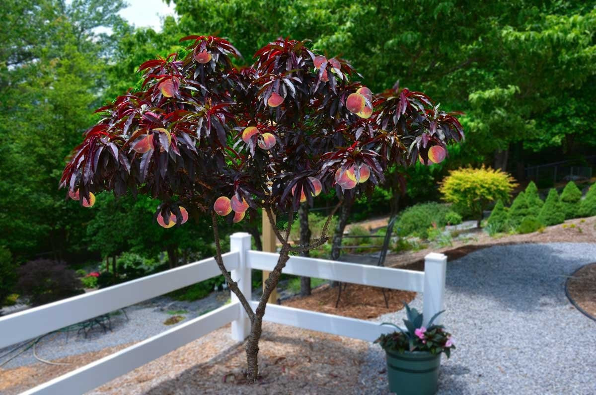 Best ideas about Patio Peach Tree
. Save or Pin Red leaf Patio Peach Tree Amazing Red leaved Fruiting Peach Now.