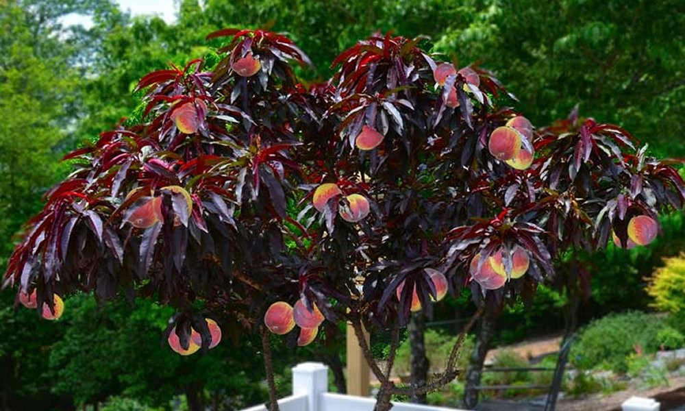 Best ideas about Patio Peach Tree
. Save or Pin Red leaf Patio Peach Tree Amazing Red leaved Fruiting Peach Now.