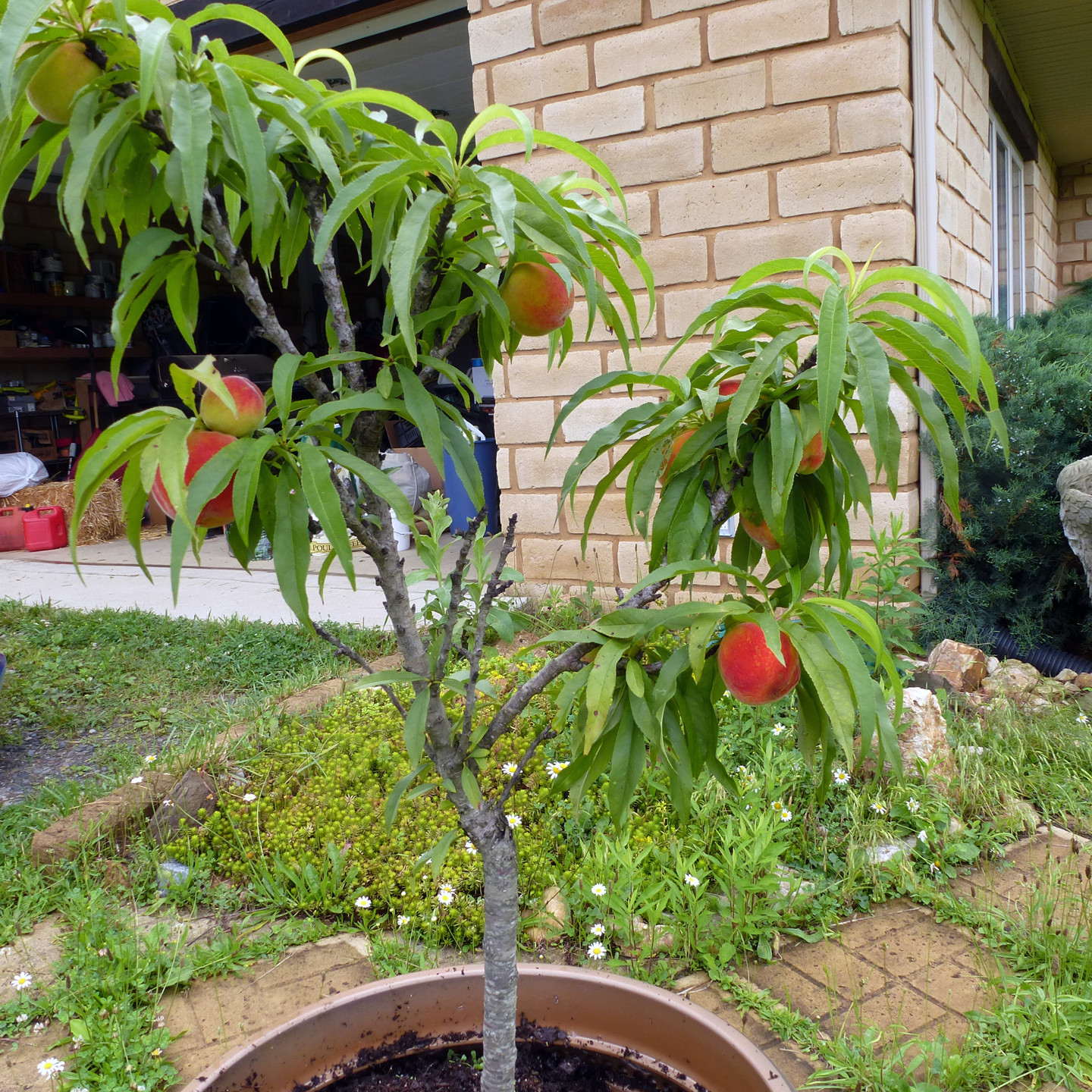 Best ideas about Patio Peach Tree
. Save or Pin Eating Floyd Foraging Floyd Peaches and Chanterelles Now.