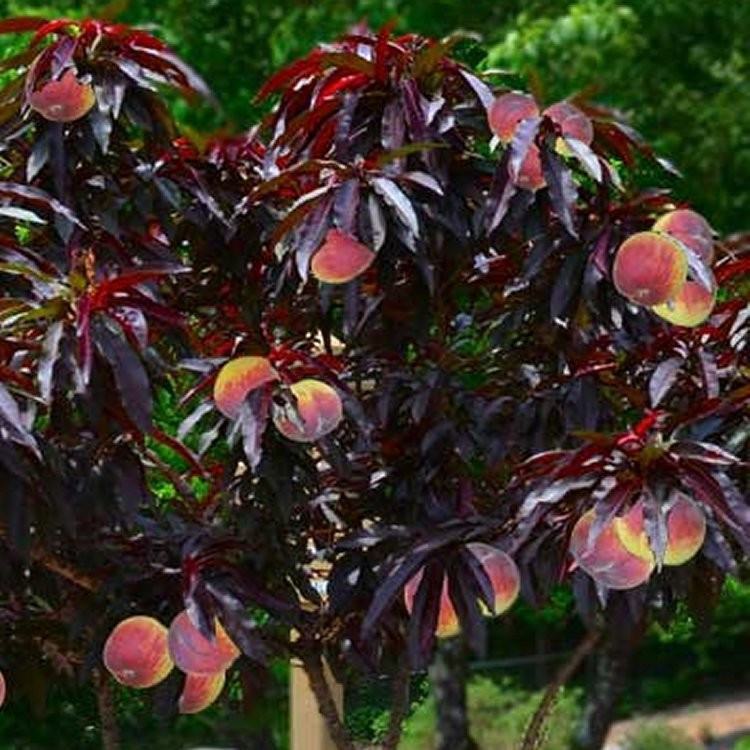 Best ideas about Patio Peach Tree
. Save or Pin Red leaf Patio Peach Tree Amazing Red leaved Fruiting Peach Now.