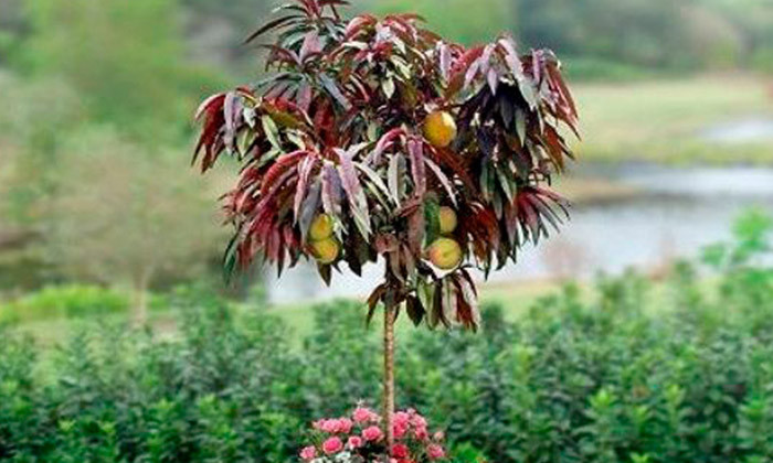 Best ideas about Patio Peach Tree
. Save or Pin Crimson Leaf Patio Peach Tree Now.