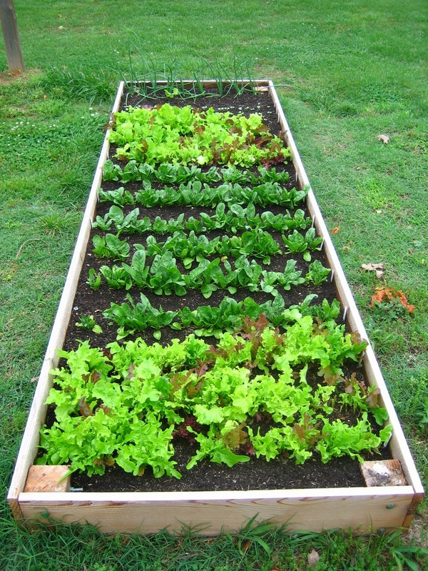 Best ideas about Raised Veg Garden Ideas
. Save or Pin Raised ve able garden clever and creative home Now.