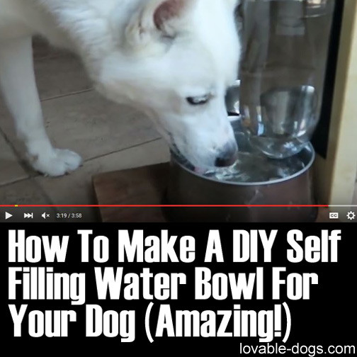 Best ideas about Self Watering Dog Bowl DIY
. Save or Pin Lovable Dogs How To Make A DIY Self Filling Water Bowl For Now.