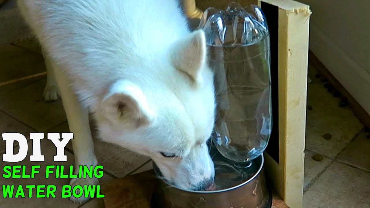 Best ideas about Self Watering Dog Bowl DIY
. Save or Pin DIY Self Filling Water Bowl for Your Dog Now.