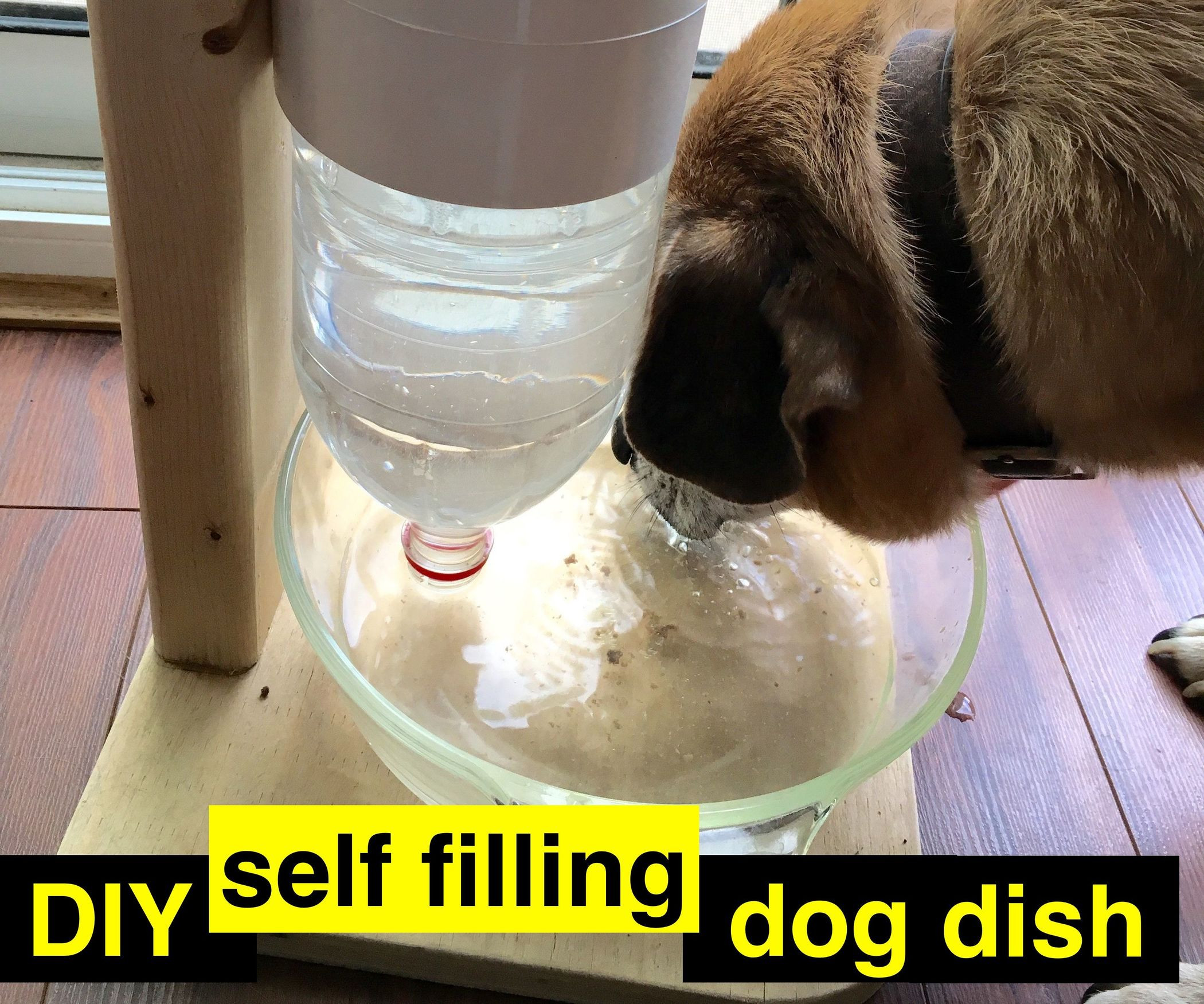 Best ideas about Self Watering Dog Bowl DIY
. Save or Pin DIY Self Watering Dog Dish 11 Steps with Now.