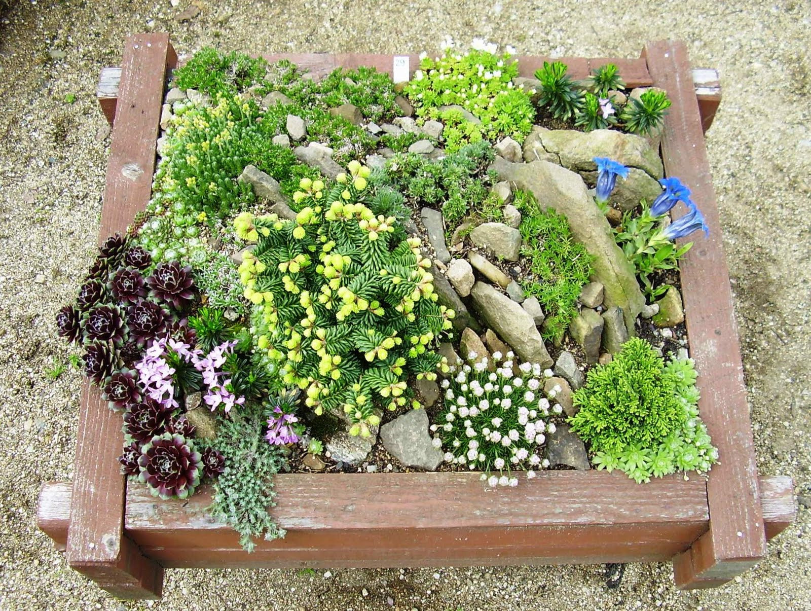 Best ideas about Small Rock Garden Ideas
. Save or Pin gardenless gardener rock garden ideas Now.