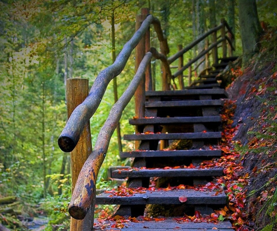 Best ideas about Staircase In Woods
. Save or Pin Staircase in the woods Stairs Now.