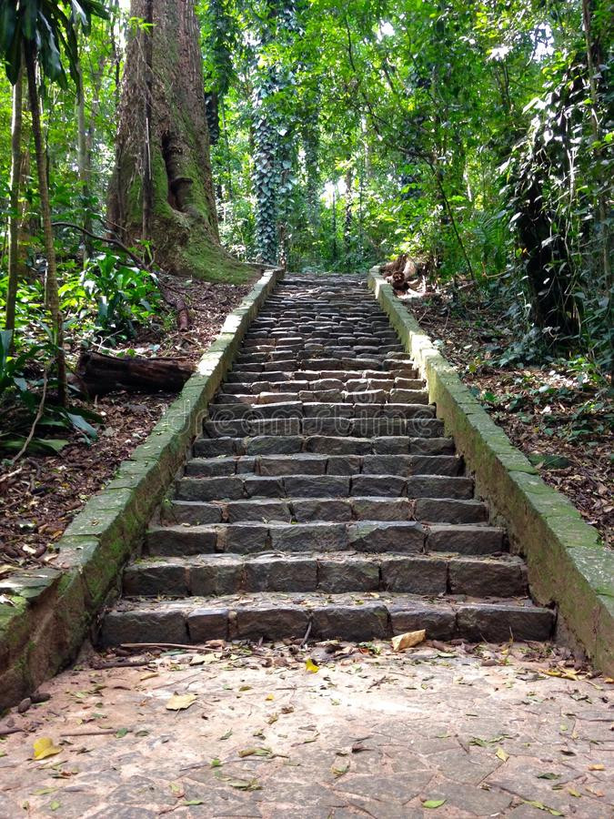 Best ideas about Staircase In Woods
. Save or Pin Stairs in the Woods stock image Image of upstairs nature Now.