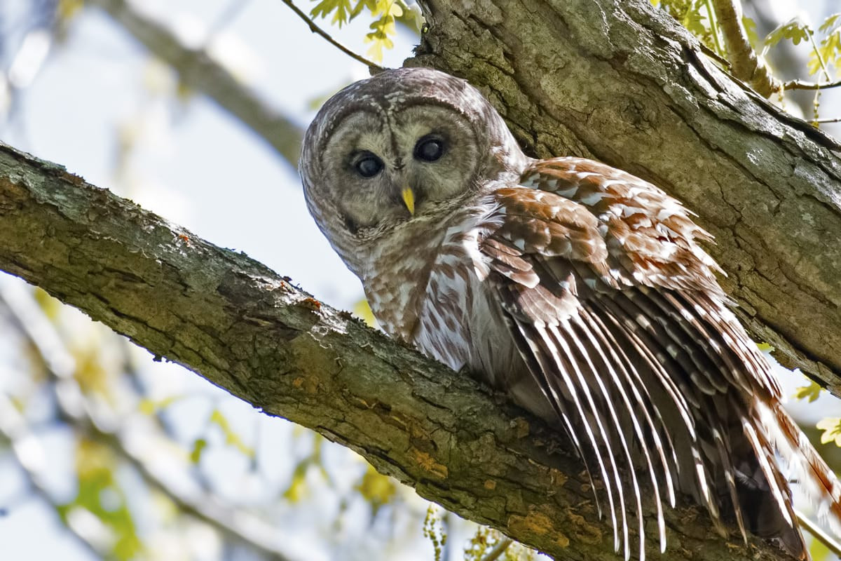 Best ideas about Staircase Owl Theory
. Save or Pin The "Owl Theory" David S Rudolf Now.