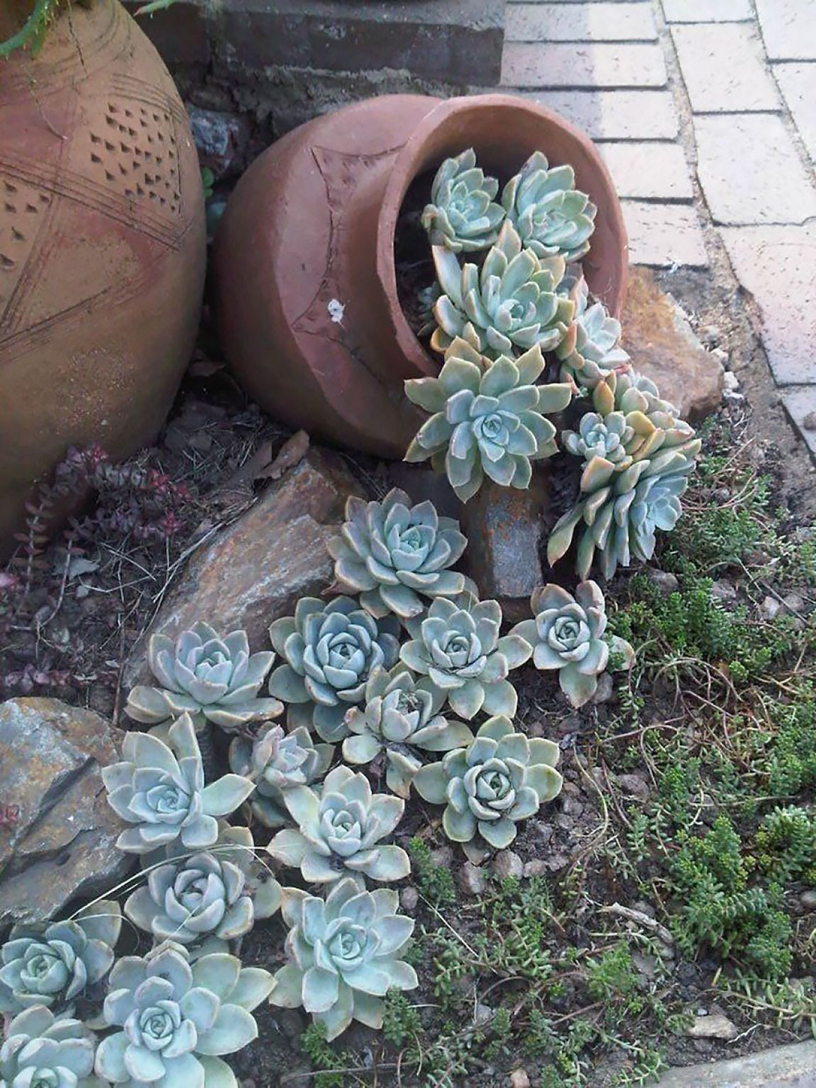 Best ideas about Succulent Garden Ideas
. Save or Pin 50 Best Succulent Garden Ideas for 2019 Now.