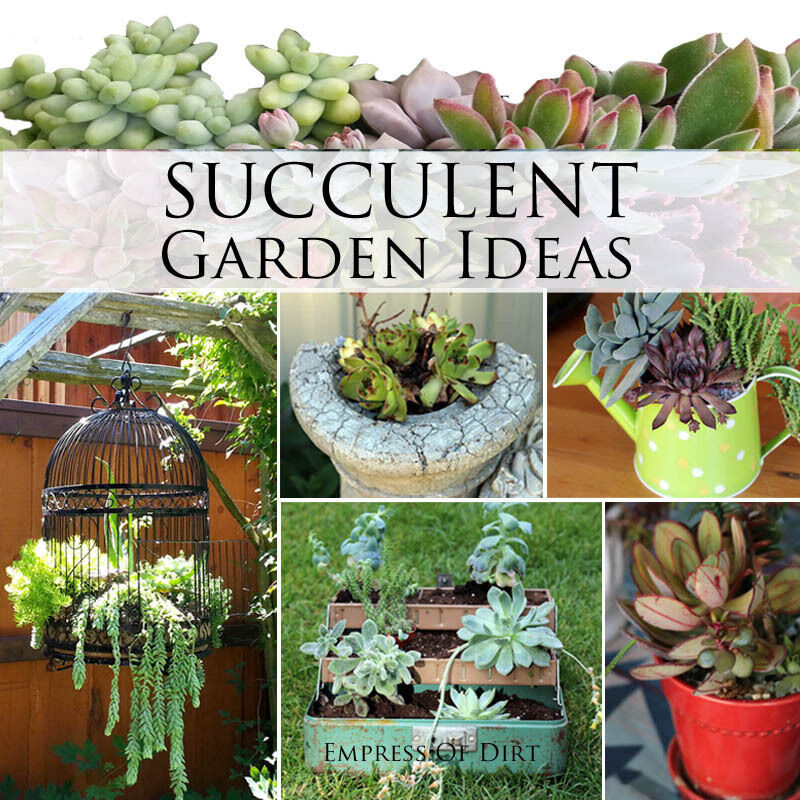 Best ideas about Succulent Garden Ideas
. Save or Pin Succulent Garden Ideas Now.