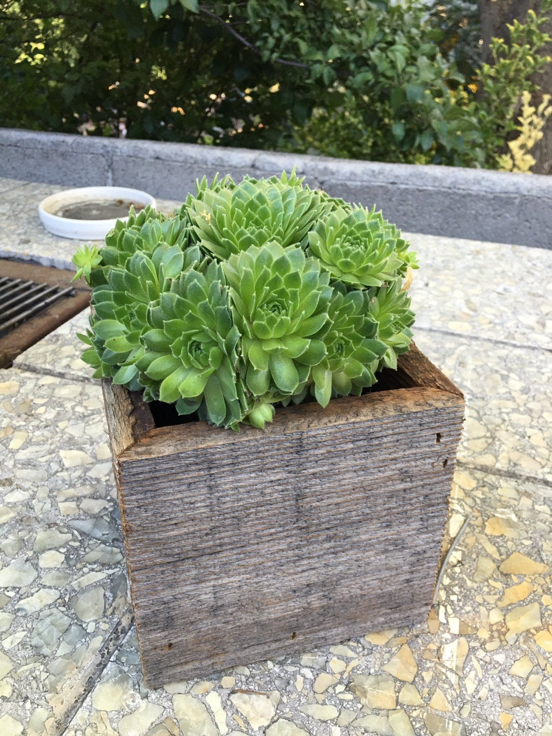Best ideas about Succulent Planter Box
. Save or Pin 5 5x5 5x5 5 Succulent Planter Box Now.
