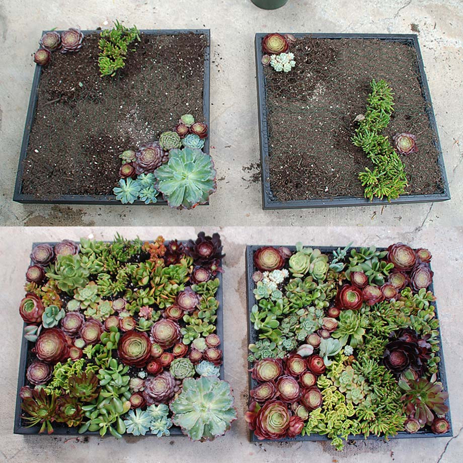 Best ideas about Succulent Planter Box
. Save or Pin Thinking Outside the Planter Box Now.