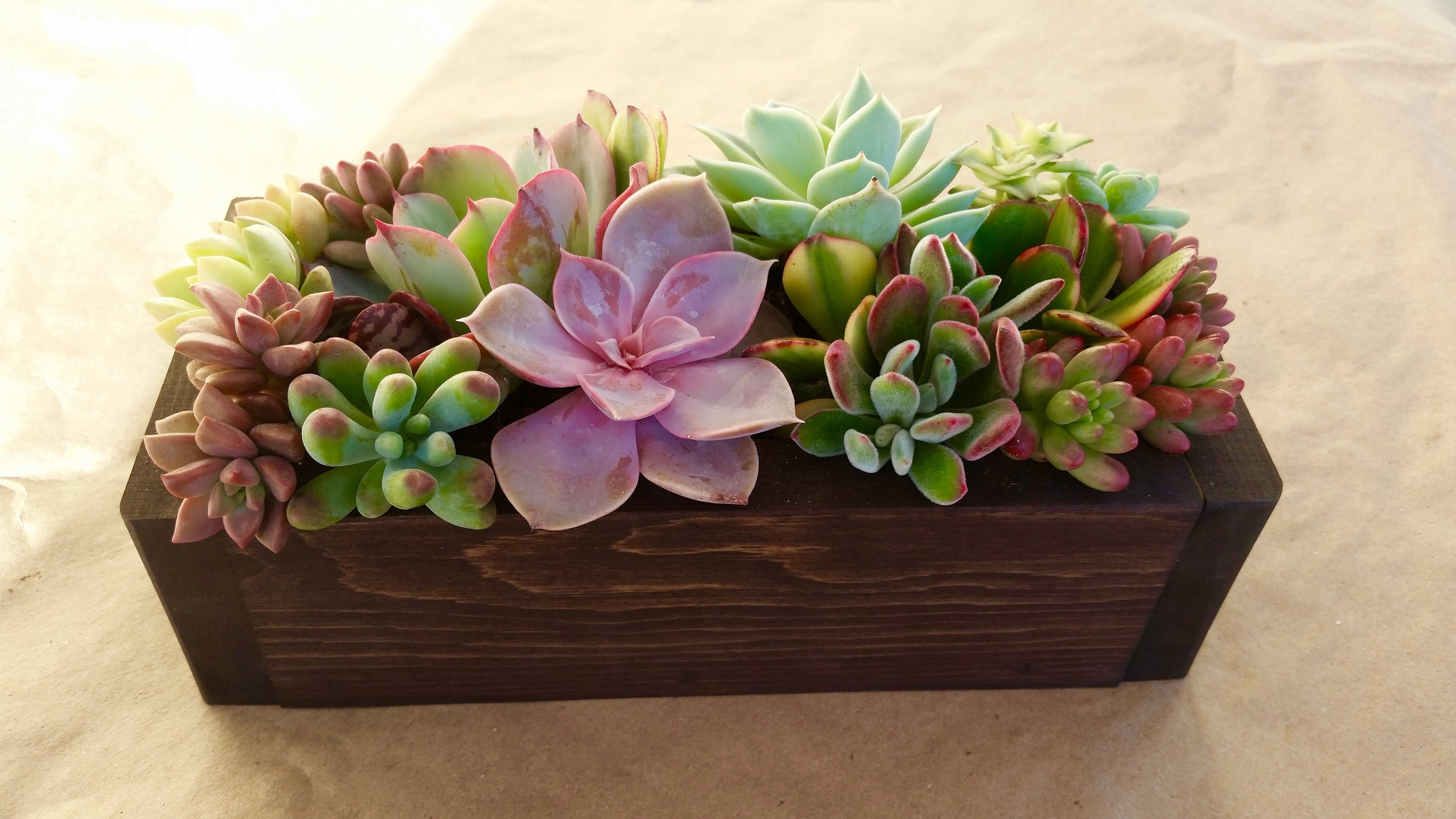 Best ideas about Succulent Planter Box
. Save or Pin 9 SUCCULENT planter box centerpiece Mother s Day Now.