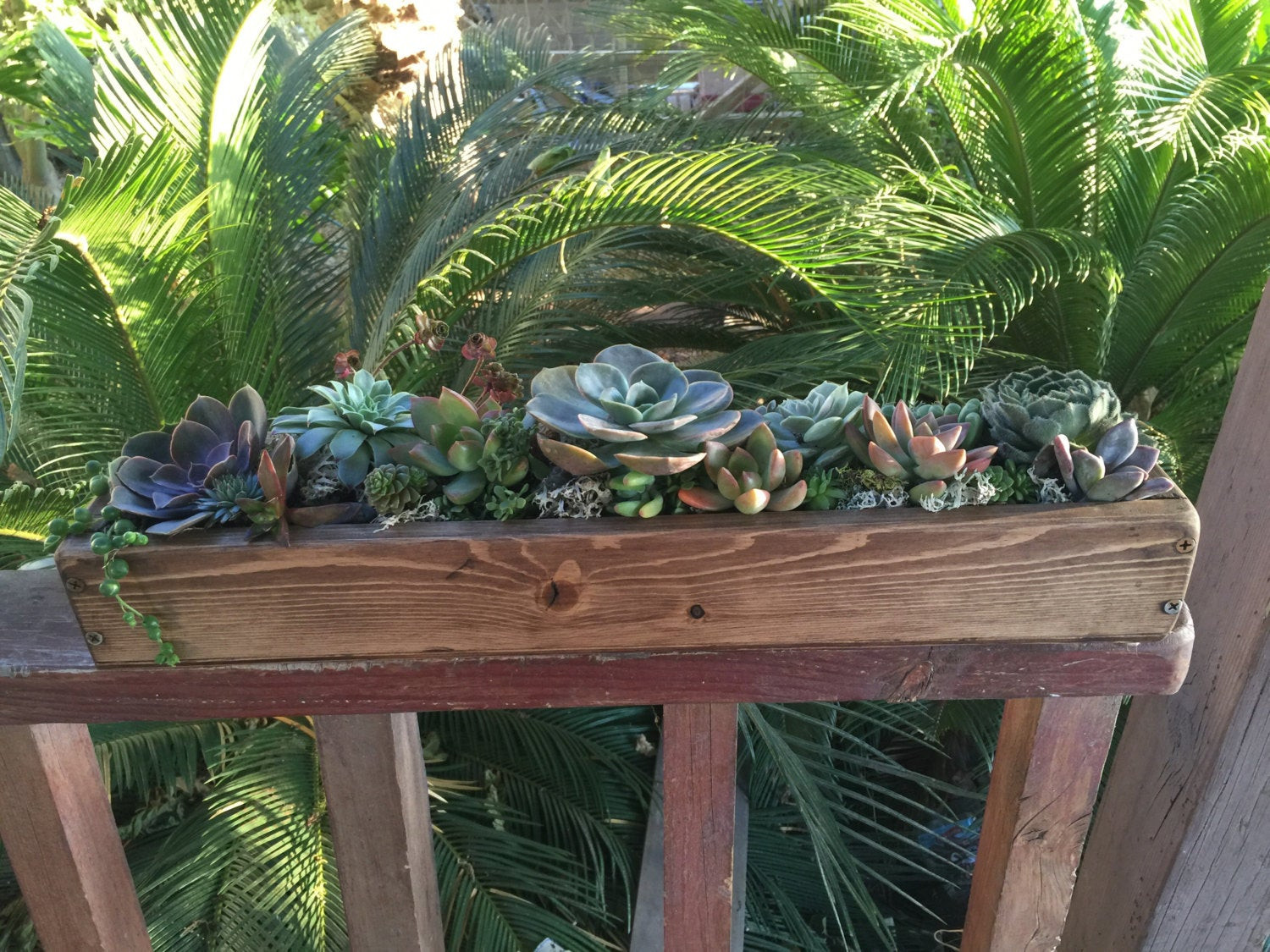 Best ideas about Succulent Planter Box
. Save or Pin Succulent arrangement in long Rustic wood planter box Now.