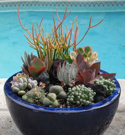 Best ideas about Succulent Planter Ideas
. Save or Pin 70 Indoor And Outdoor Succulent Garden Ideas Shelterness Now.