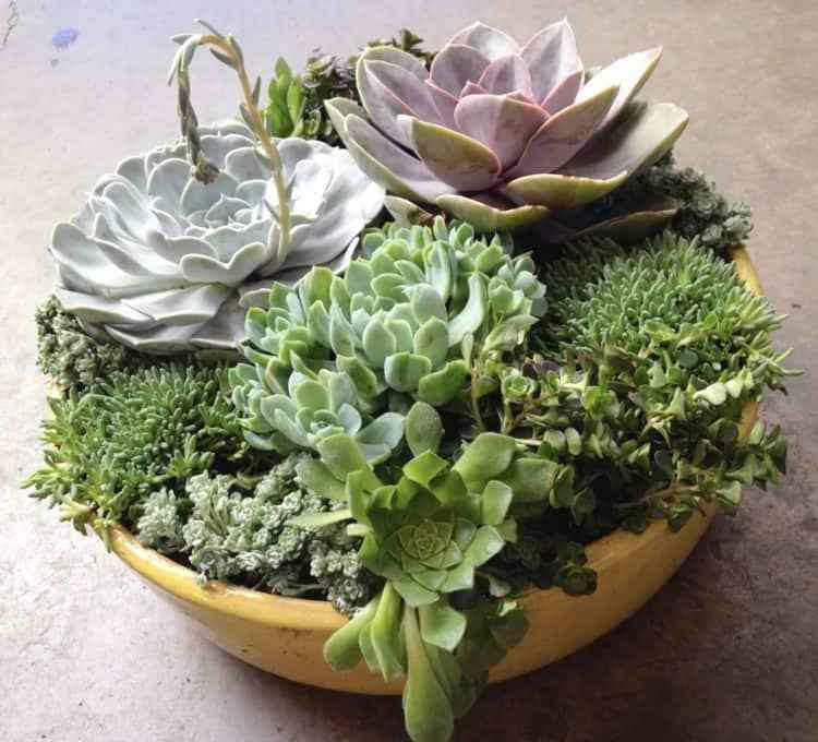 Best ideas about Succulent Planter Ideas
. Save or Pin 67 DIY Succulent Planter Ideas Everyone Can Try MORFLORA Now.