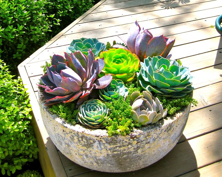 Best ideas about Succulent Planter Ideas
. Save or Pin 47 Succulent Planting Ideas with Tutorials Now.