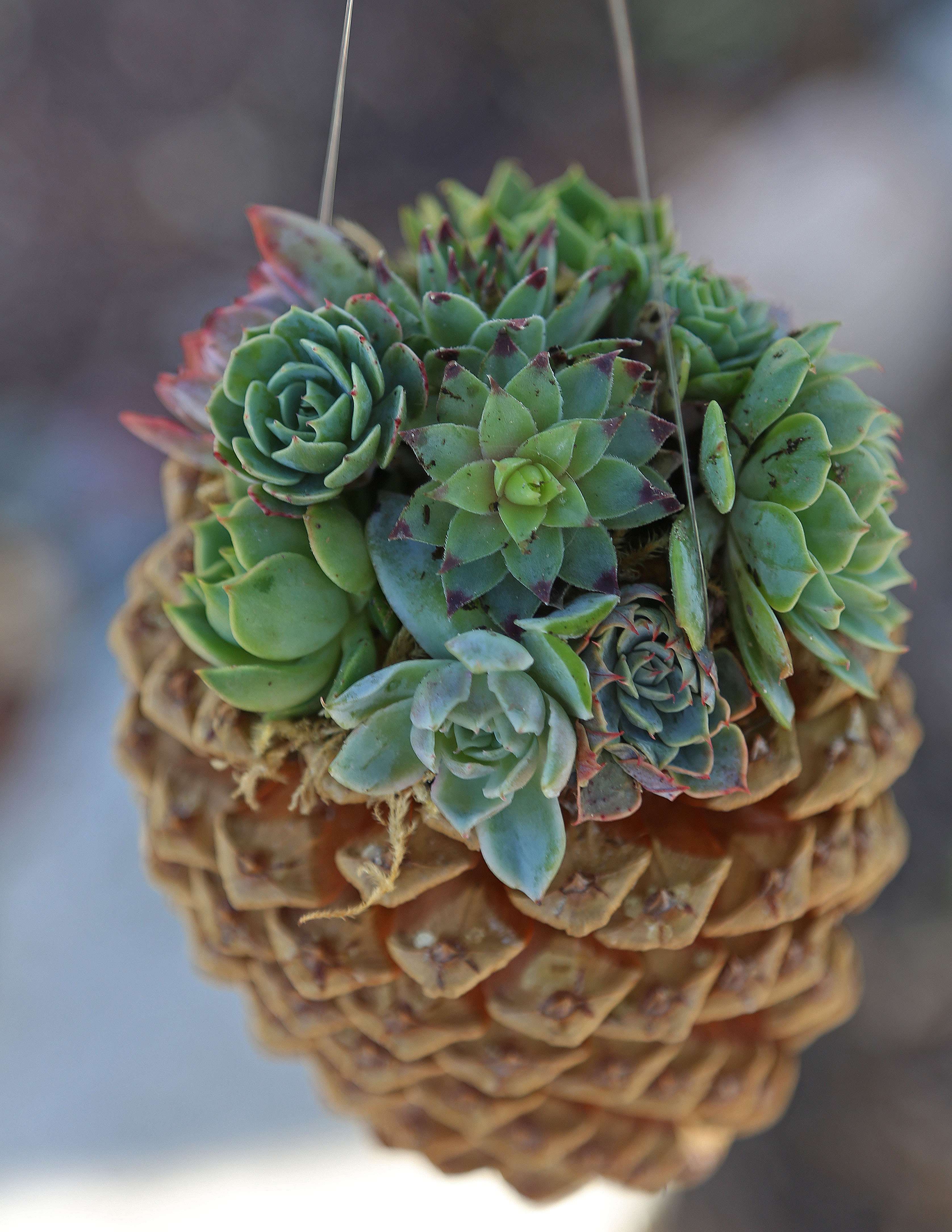 Best ideas about Succulent Planter Ideas
. Save or Pin Pine Cone Succulent Planters Cool Crafts The Inspired Now.
