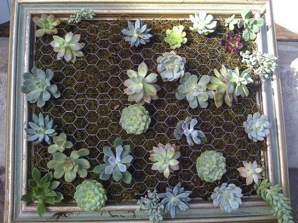 Best ideas about Succulent Wall Art
. Save or Pin Cool DIY Green Living Wall Projects For Your Home Now.