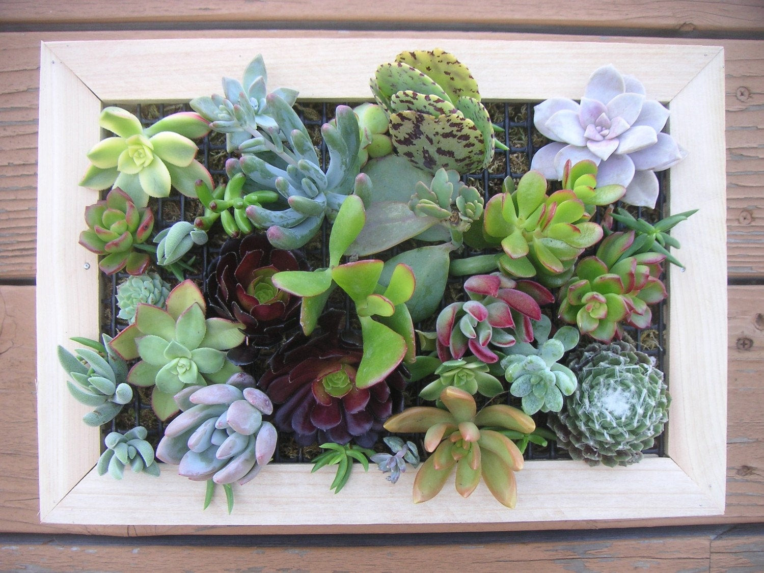 Best ideas about Succulent Wall Art
. Save or Pin Succulent Wall Art Module Kit Design Your Own Living Now.