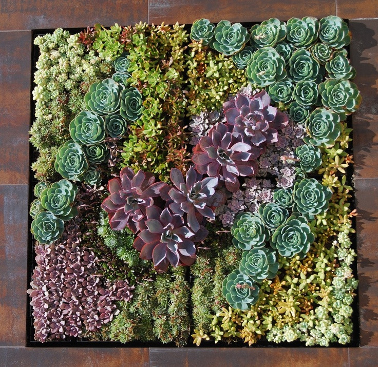 Best ideas about Succulent Wall Art
. Save or Pin A Succulent Wall Art Products I Love Now.
