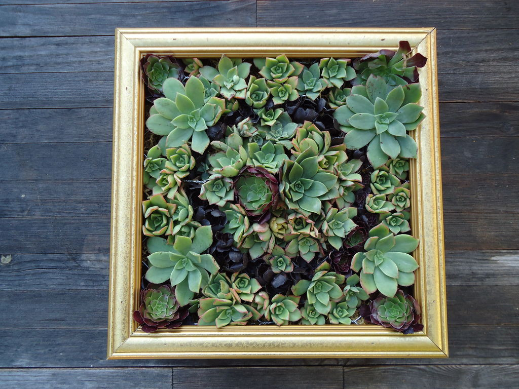Best ideas about Succulent Wall Art
. Save or Pin How To Create And Care For Your Stunning Succulent Now.