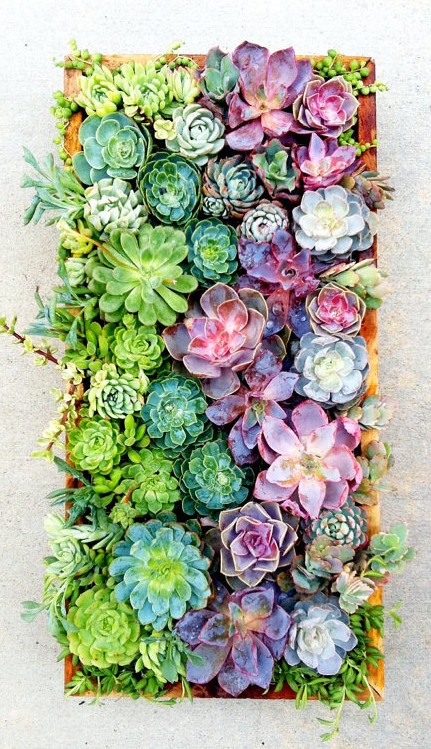 Best ideas about Succulent Wall Art
. Save or Pin wall art Now.