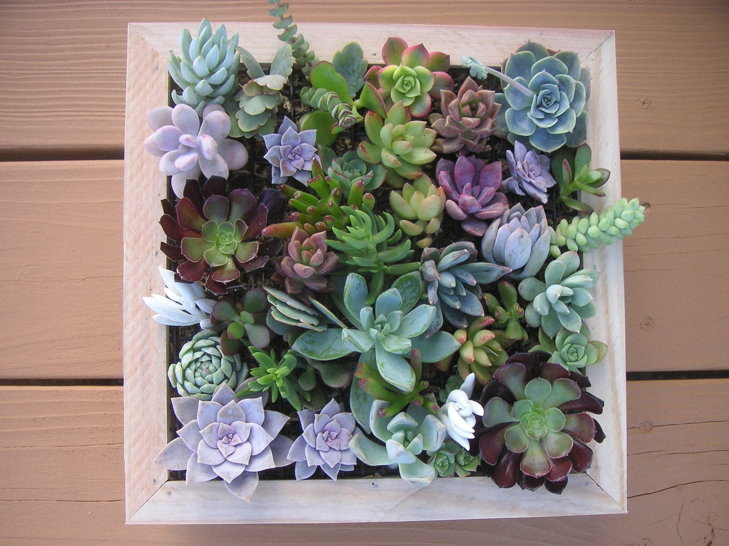 Best ideas about Succulent Wall Art
. Save or Pin plete Succulent Wall Art Kit es With 25 Cuttings Moss Now.