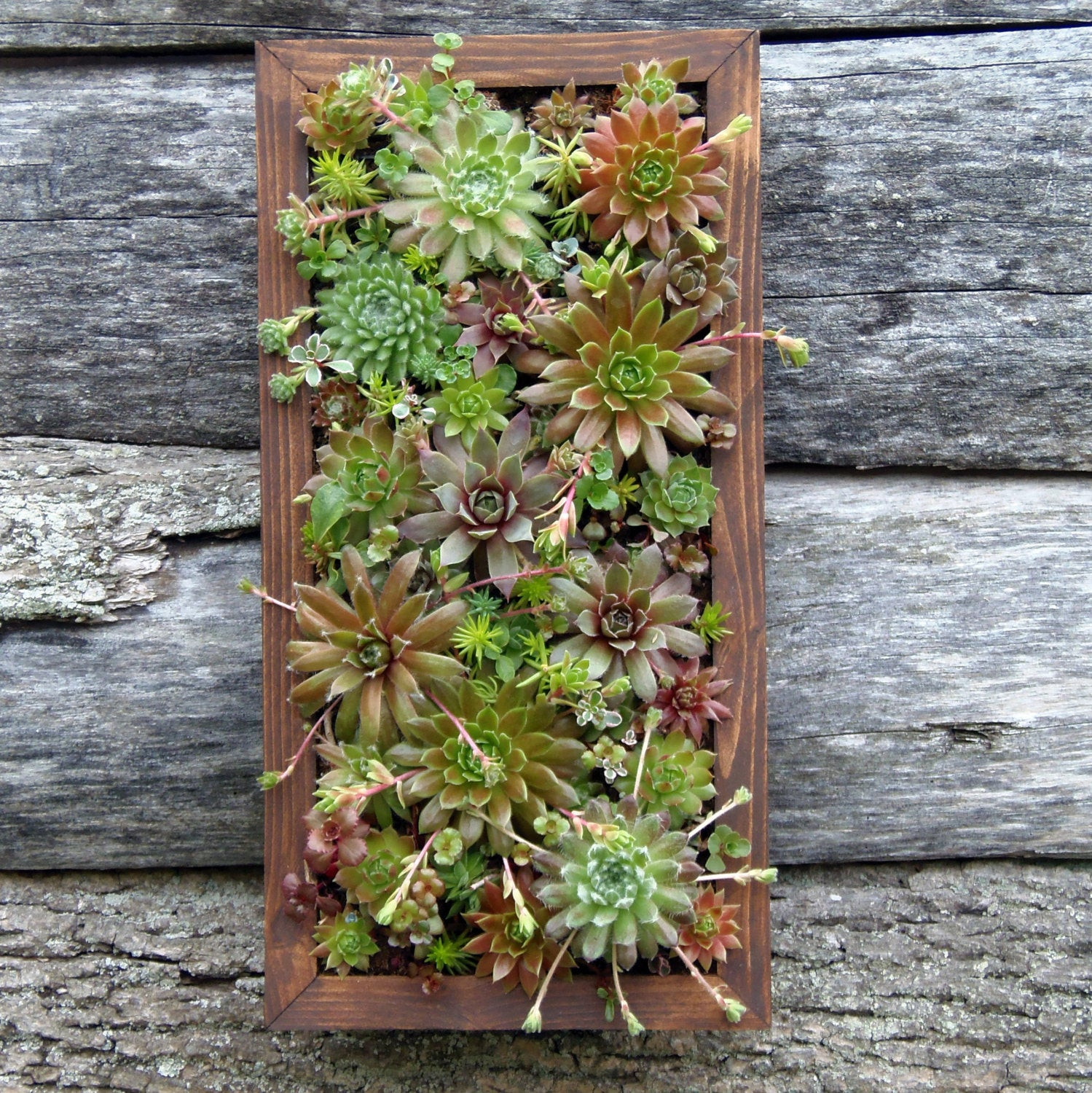 Best ideas about Succulent Wall Art
. Save or Pin Succulent Wall Art Ready to Hang Now.