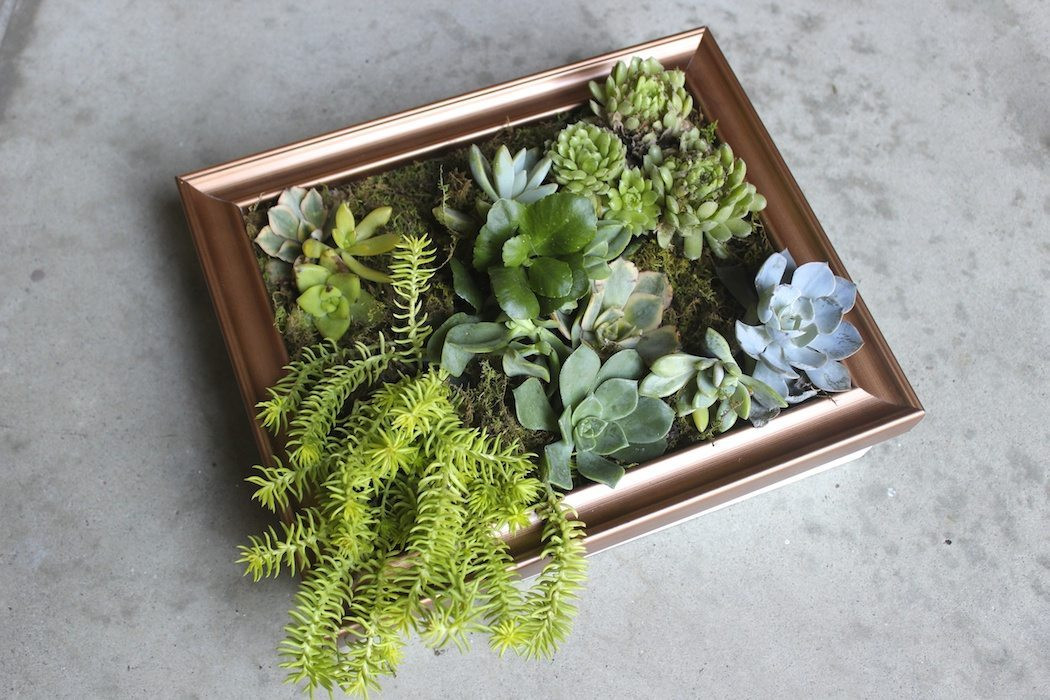 Best ideas about Succulent Wall Art
. Save or Pin Thrifted Genius Succulent Wall Art Darling Magazine Now.