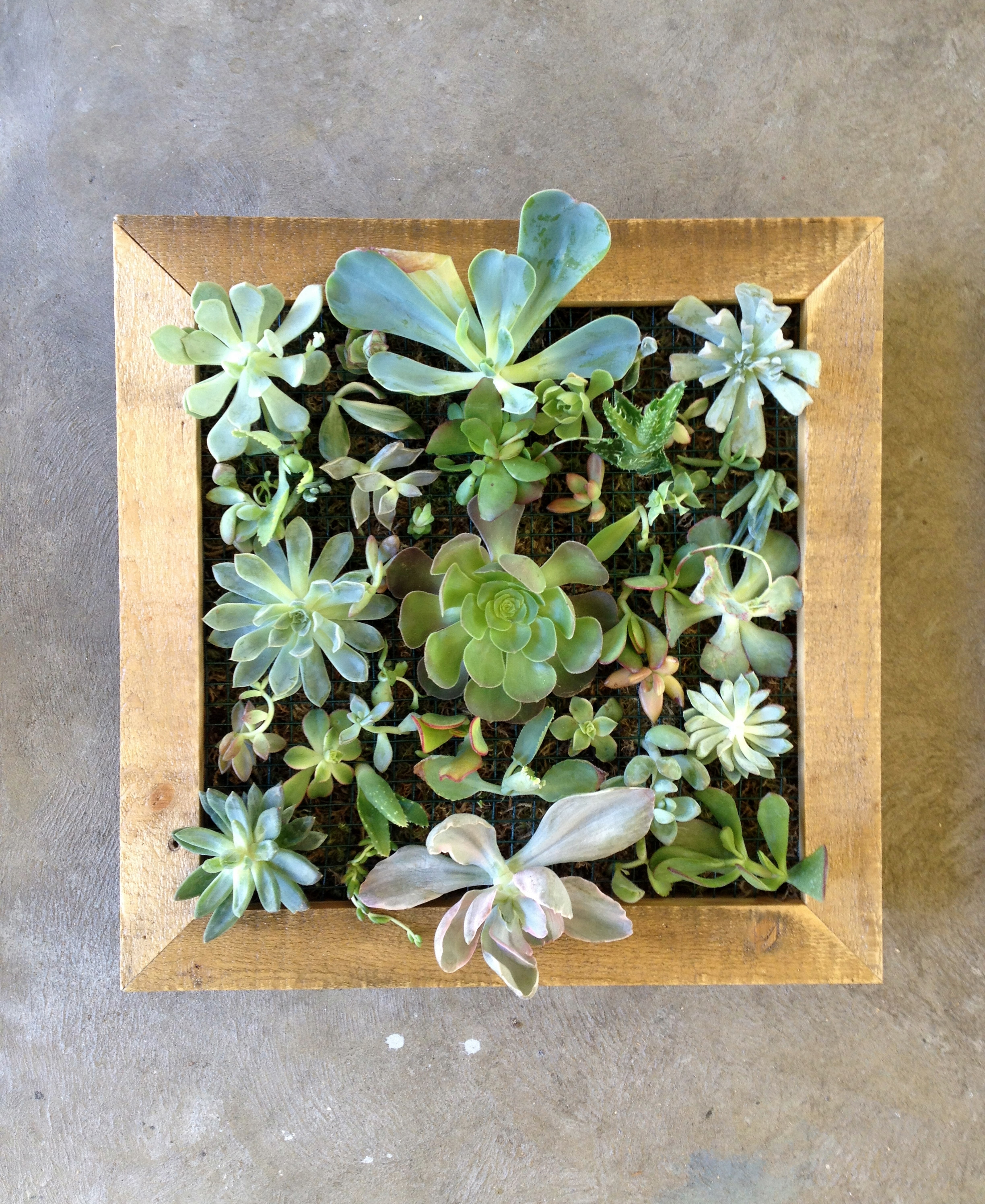 Best ideas about Succulent Wall Art
. Save or Pin plants Now.
