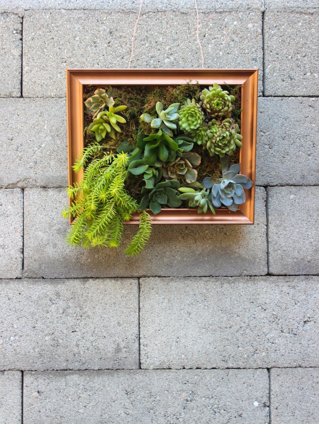 Best ideas about Succulent Wall Art
. Save or Pin Thrifted Genius Succulent Wall Art Darling Magazine Now.