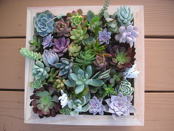 Best ideas about Succulent Wall Art
. Save or Pin Unique Decorating Walls Ideas for a Lasting Impression Now.
