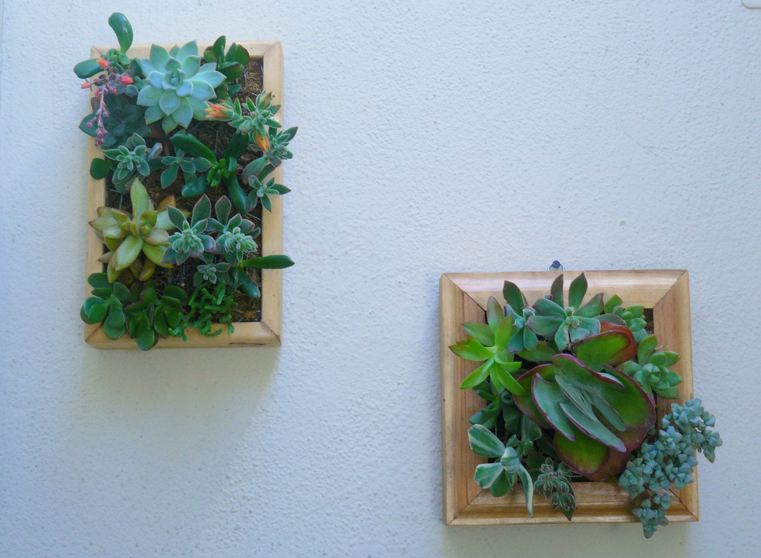 Best ideas about Succulent Wall Art
. Save or Pin Vertical Succulent Planter Living Wall Art Kit Vertical Now.
