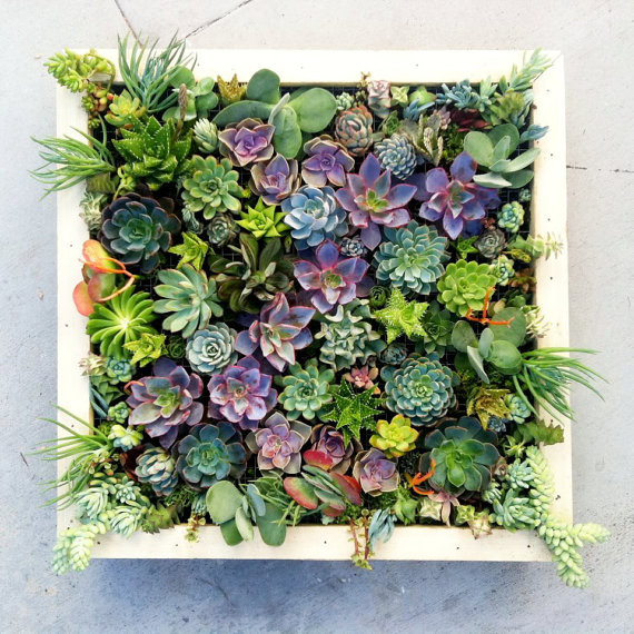 Best ideas about Succulent Wall Art
. Save or Pin Growing a Vertical Wall Garden of Succulents Living Now.