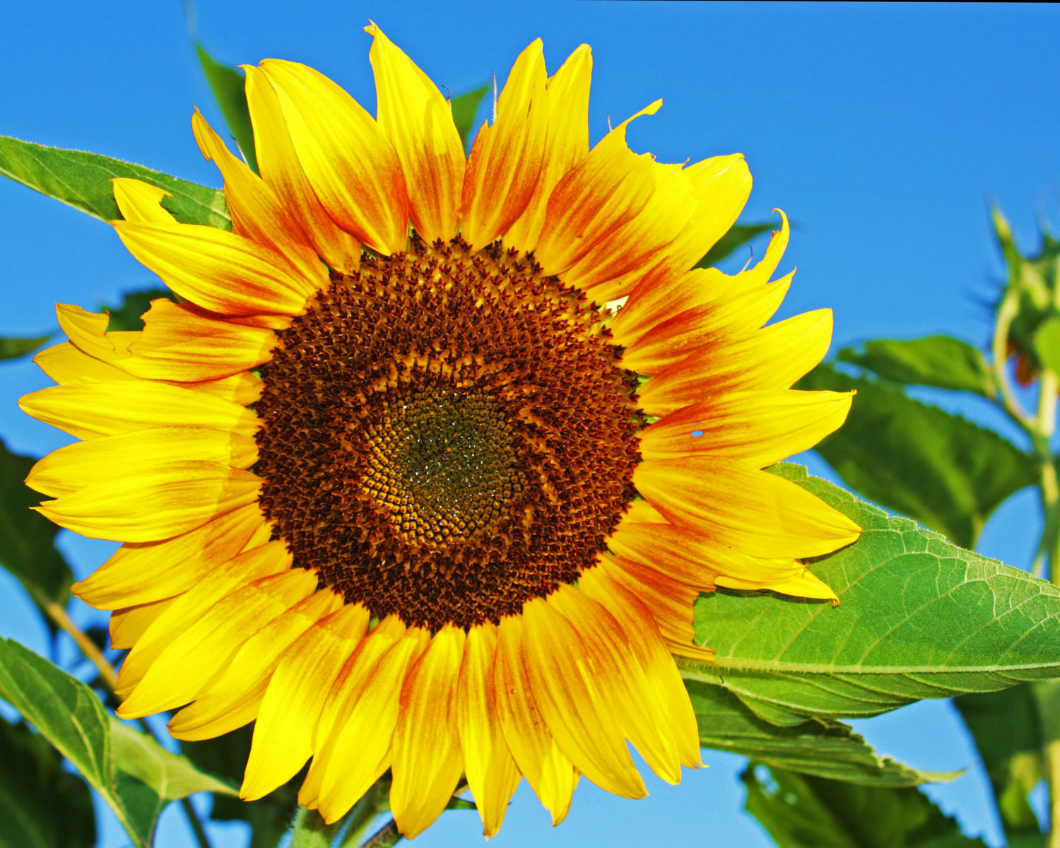 Best ideas about Sunflower Wall Art
. Save or Pin Sunflower s Sunflowers Sunflower Wall Art Floral Art Now.