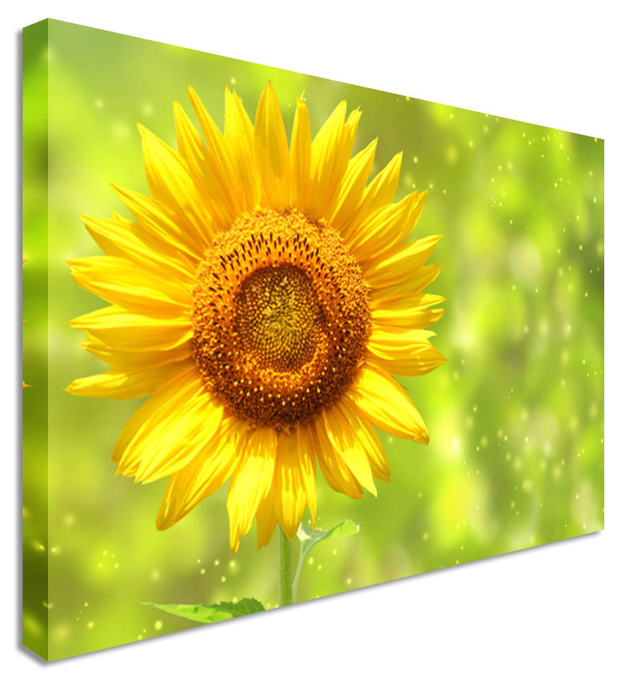 Best ideas about Sunflower Wall Art
. Save or Pin Sunflower Green Field Back Flower Canvas Wall Art Now.