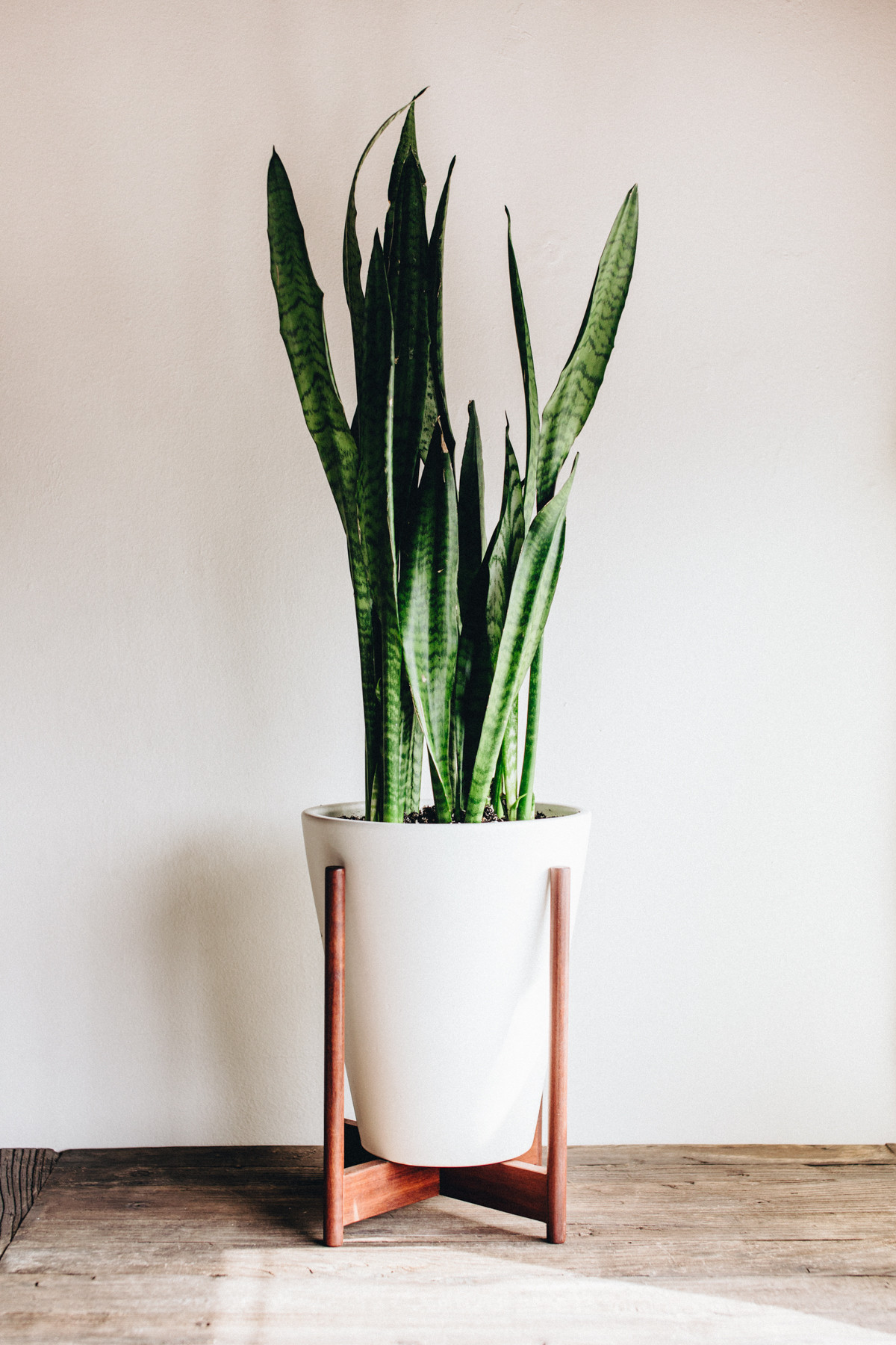 Best ideas about Tall Indoor Planters
. Save or Pin ADDING GREEN TO YOUR HOME TAKE AIM BLOG Now.