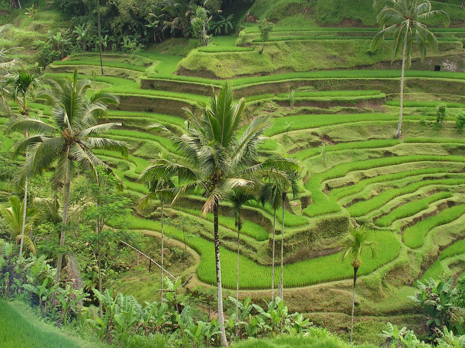 Best ideas about The Cultural Landscape
. Save or Pin Cultural Landscape of Bali Province Now.