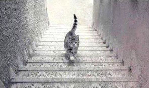 Best ideas about The Staircase Reddit
. Save or Pin Is this the new TheDress Mind boggling snap shows cat Now.