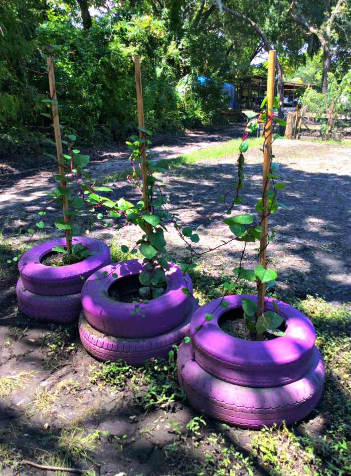 Best ideas about Tire Garden Ideas
. Save or Pin Creative Gardening Tips Plant Container From Old Car Now.