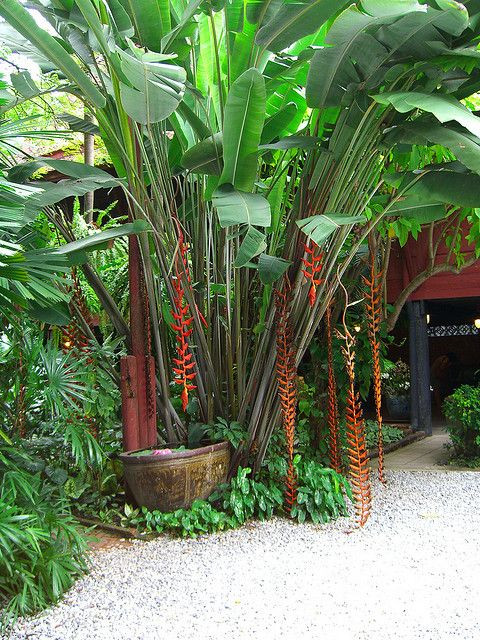 Best ideas about Tropical Garden Ideas
. Save or Pin Tropical garden courtyard Outdoor spaces Now.