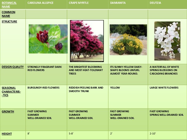 Best ideas about Types Of Landscape
. Save or Pin landscape types plants tree shrubs Now.