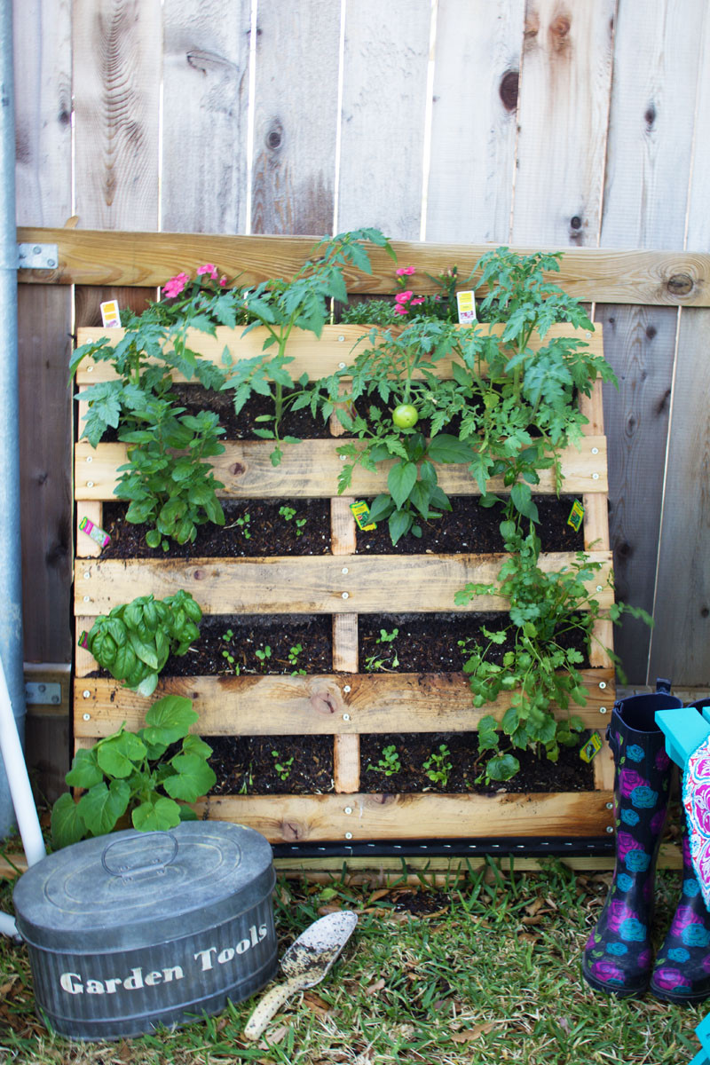 Best ideas about Vertical Pallet Garden
. Save or Pin How to Make a Vertical Pallet Ve able & Herb Garden Now.