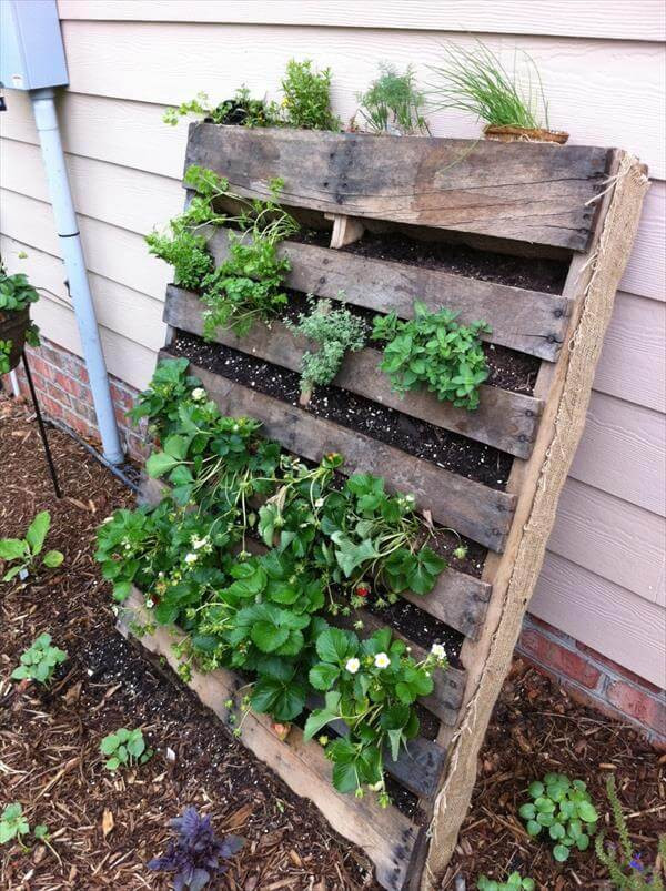 Best ideas about Vertical Pallet Garden
. Save or Pin DIY Vertical Pallet Ve able Garden Now.