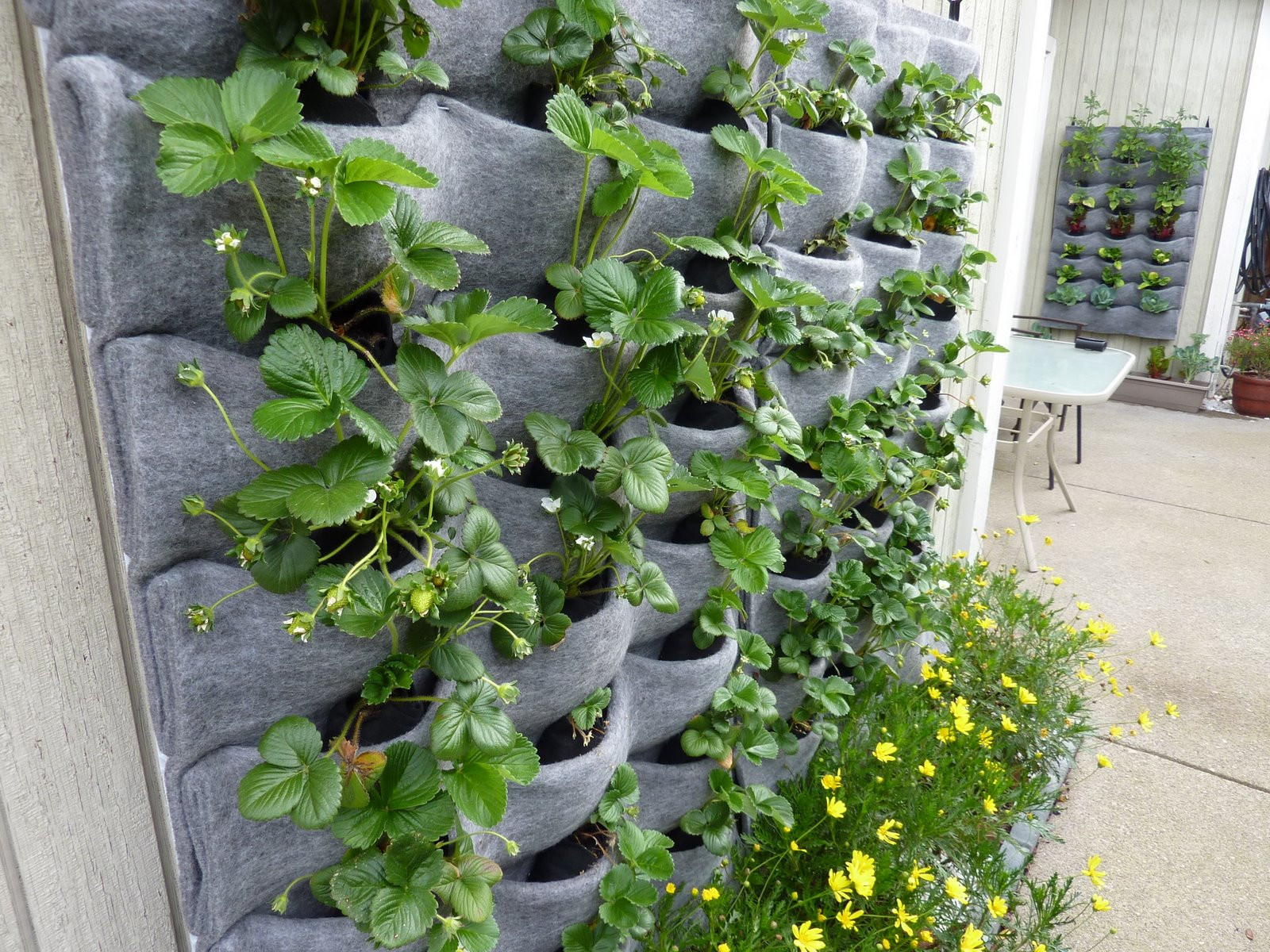 Best ideas about Vertical Plant Wall
. Save or Pin Plants Walls vertical garden systems March 2010 Now.