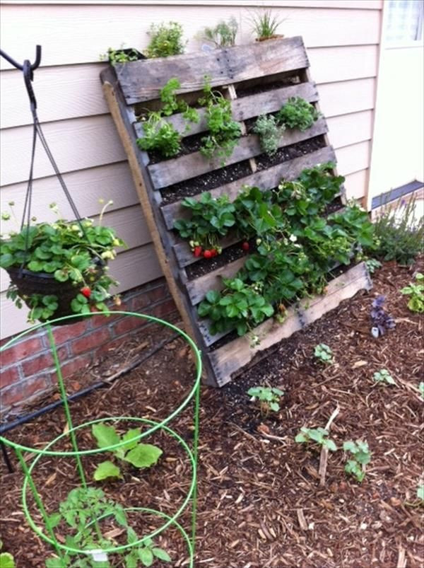 Best ideas about Vertical Vegetable Garden DIY
. Save or Pin DIY Vertical Pallet Ve able Garden Now.